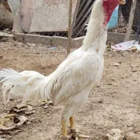 جوجه لاری خروس و مرغ لاری تخم مرغ نطفه دار لاری|حیوانات مزرعه|کرج, کیانمهر|دیوار