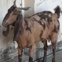 بز پاکستانی|حیوانات مزرعه|مسجد سلیمان, |دیوار