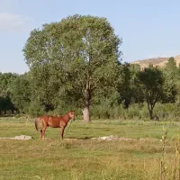 اسب مادیان با کره|اسب و تجهیزات اسب‌سواری|هشترود, |دیوار