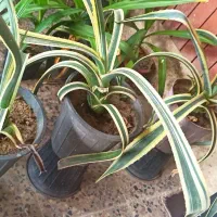 گل و گیاه فروشی