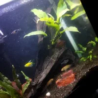 آکواریم دلسا K390