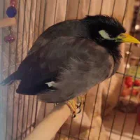 مینا سخنگو|پرنده|شهر ری, حمزه‌آباد|دیوار