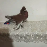 کفتر کبوتر کاکلی پاپر|پرنده|قم, هفت تیر|دیوار