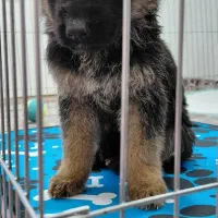 توله ۲ ماهه ژرمن شولاین اصیل