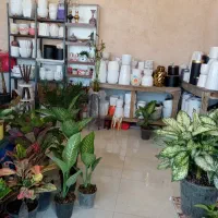 گل  و گلدان|گل و گیاه طبیعی|شاهین دژ, |دیوار