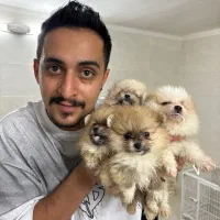 سگ پامرانین تیکاپ سایز