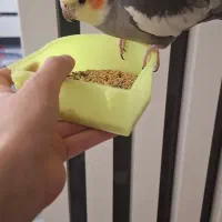 عروس هلندی نر رام و دستی و سخنگو و سالم|پرنده|ری, هاشم‌آباد|دیوار