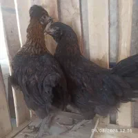 مرغ  توتک ۵ ماهه
