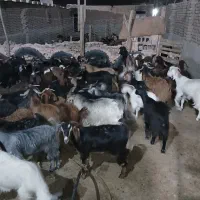 بزغاله چاق