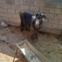 یک عدد تیشتر نر|حیوانات مزرعه|مسجد سلیمان, |دیوار