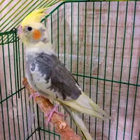 ابلغ عروس هلندی|پرنده|قم, انسجام|دیوار