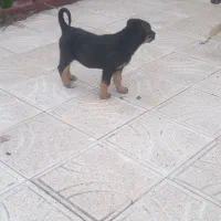 توله سگ سرابی