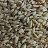 گندم بذری دروم ساجی 70کیلو جو سرارود50کیلو