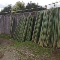 فروش نی خیزران|گل و گیاه طبیعی|رودسر, |دیوار