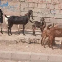 بز نجدی مطافیل وحامله شرطی فقط برای داشت