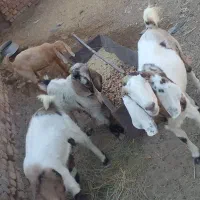 برو|حیوانات مزرعه|زابل, |دیوار