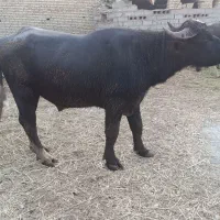 گاومیش نر فحل اثلثی