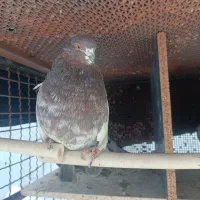 کله قرمز دم سیا کاکل دم شمشیری