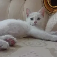 بچه گربه سفید DSH|گربه|رباط‌کریم, |دیوار
