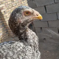 جوجه خروس لاری|حیوانات مزرعه|پائین جام, |دیوار