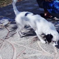 سگ پاکوتاه گمشده|سگ|جیرفت, |دیوار