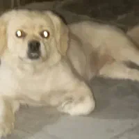 سگ پا کوتاه