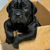 پرورش سگهای گارد|سگ|قم, زنبیل آباد|دیوار