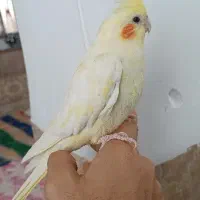 عروس هلندی لوتینو|پرنده|دیواندره, |دیوار