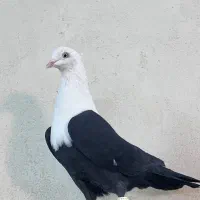 کفتر کله سفید ماده آس|پرنده|مشهد, هفده شهریور|دیوار