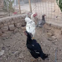 جوجه لاری و مرغ خروس مولد اصل