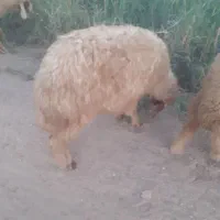 اهواز حمیدیه