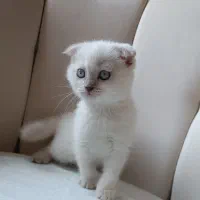 بچه گربه اسکاتیش دبل فولد توله با اصالت