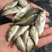 تولید وپخش انواع بچه ماهی /کپور/امور/|ماهی|کاشان, شهدا|دیوار