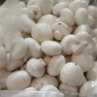 تولید و پخش قارچ