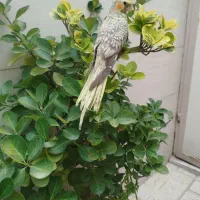 عروس هلندی گل باقالی