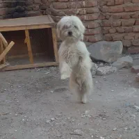 سگ پاکوتاه|سگ|خسروشاه, |دیوار