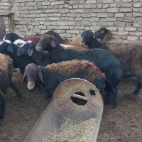 تعداد ۱۸راس میش ابستن افشاری