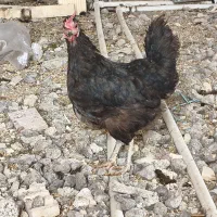 دو عدد مرغ در حمیدیه|حیوانات مزرعه|حمیدیه, |دیوار