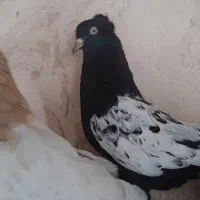 کبوتر جفت صرب . سینه ای . طوقی|پرنده|اصفهان, پروین|دیوار