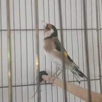 سهره جوجه قفس