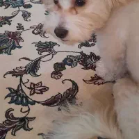 هانی خانم مهربان و تربیت شده|سگ|تهران, عباسآباد|دیوار