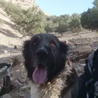 واگذاری سگ قدریجونی