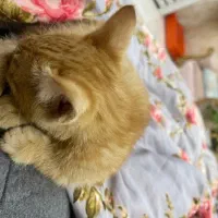 واگذاری رایگان گربه با وسایل رایگان فوری