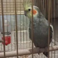 گمشدن دوعددعروس هلندی|حیوانات|شهرکرد, |دیوار