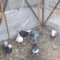 کبوتر پرشی