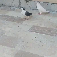 پلاس یکتی|پرنده|قم, انسجام|دیوار