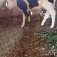 گاو جوان|حیوانات مزرعه|سده (خراسان جنوبی), |دیوار