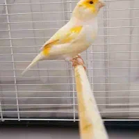 قناری نر قرص موزائیکی مست به شرط سلامت خوش قواره