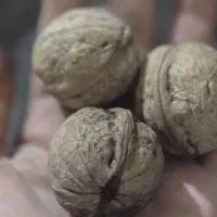 گردو درجه یک