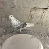 کبوتر تهرانی